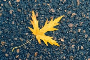Yellow maple leaf resting on wet asphalt on a fall day
